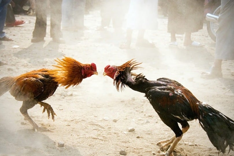 Cock Fightings Amid Police Rules in AP