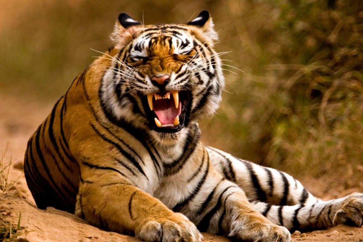 Adivasis doubts forest officials on tiger matter