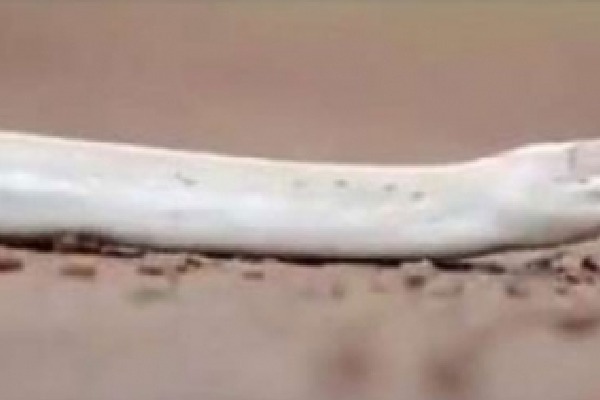 Extremely rare white albino python found in Karnataka 