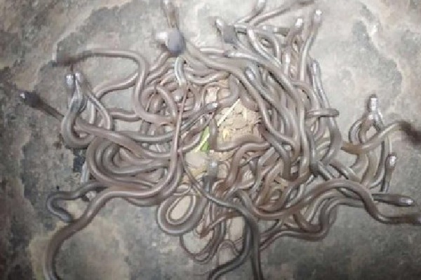 Large number of snakes was captured in a house