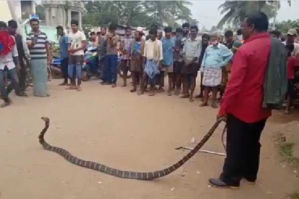 King Cobra wraps up a bike in Srikakulam districts