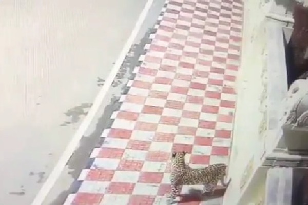Leopard spotted at museum in Tirumala shrine