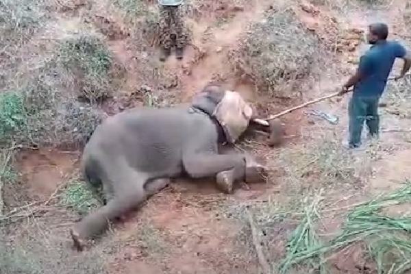 Tamil Nadu A 12 year old male elephant died