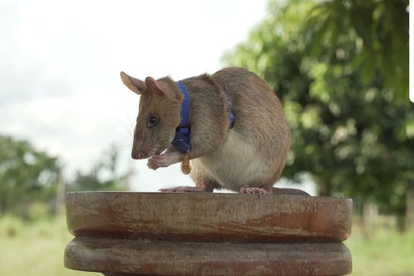 Rat That Sniffs Out Land Mines Receives Award for Bravery