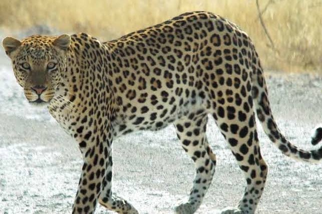 Leopard attacked a person in Tirupati 
