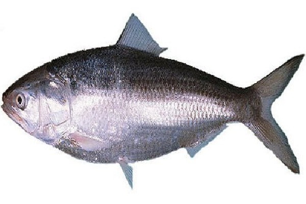 Huge Rate for Pulasa Fish