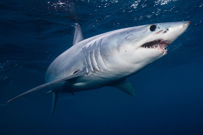 Need to Slaughter 5 Lakh Sharks for Corona Vaccine