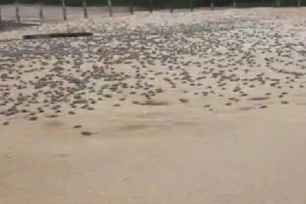 Turtle Tsunami in Brazil