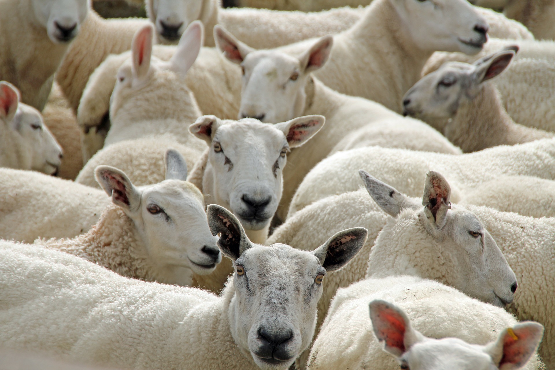 400 Sheeps Sacrifies to Remove Corona in Jarkhand