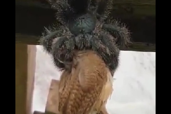 Giant spider eating a bird as video went viral