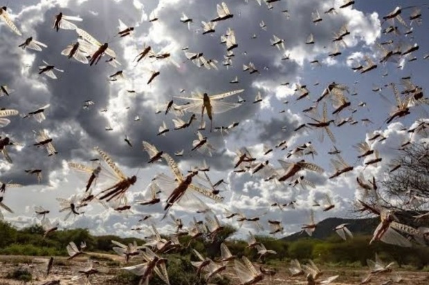 Madhya Pradesh Swarms of locusts being scared away by the district administration in Panna
