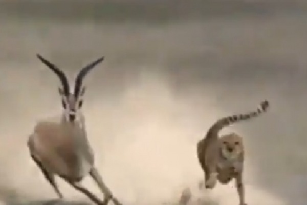 Cheetah chases gazelle in incredible viral video 