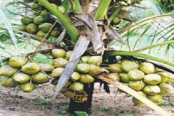 Coconut Veraity that gives above 100 Coconuts in 2 Feet High