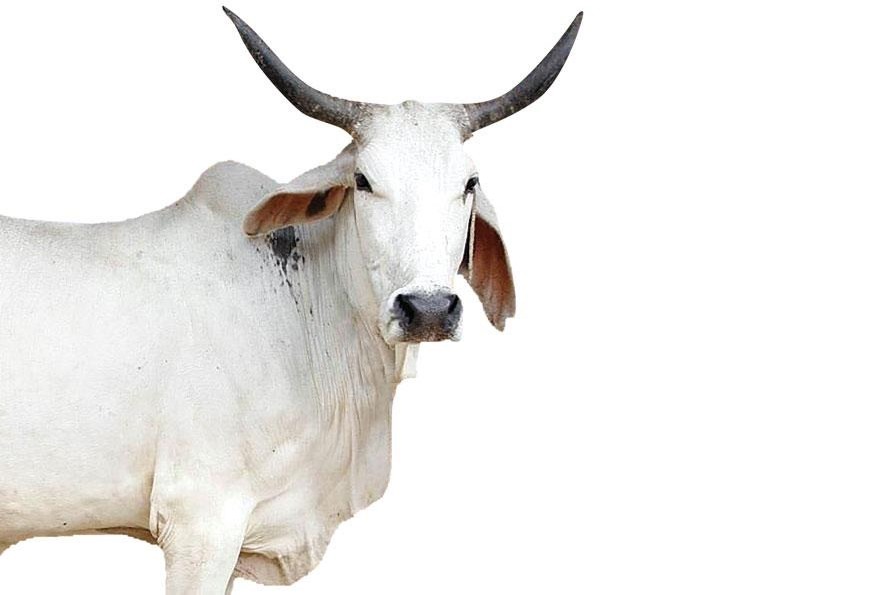 Murder in Kanpur For Chasing Cow