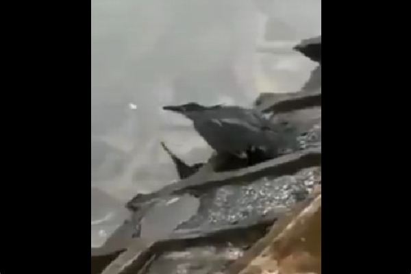 Bird caught a fish using bait like humans 