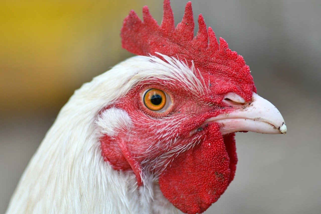 Chicken rate hiked to Rs 260 in Telangana