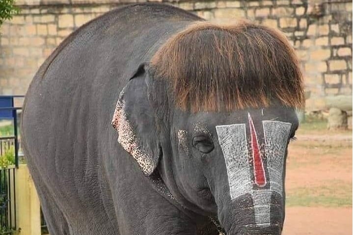  Elephant grabs attention with a unique hair style
