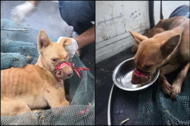Dog with tape wound tight around its mouth for almost two weeks rescued in Kerala