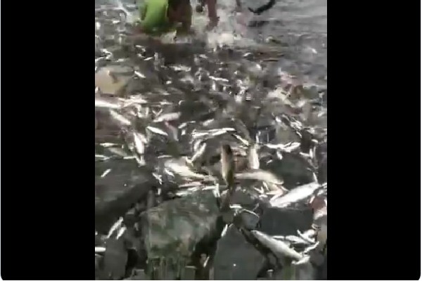 Huge number of fishes stranded at Sundilla Barrage in Manchiryal district 