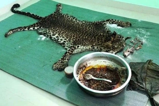 Leopard killed and cooked for a feast in Kerala
