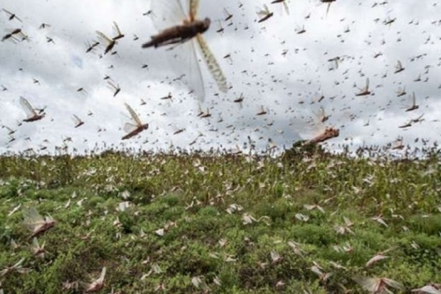 Locusts Coming Towards Telangana