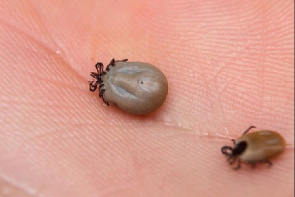 China suffered with ticks borne virus