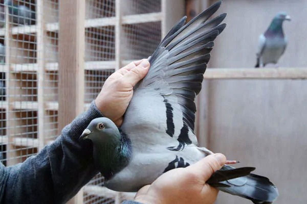 Belgian Racing Pigeon New Kim Sold For over Rs 14 crore