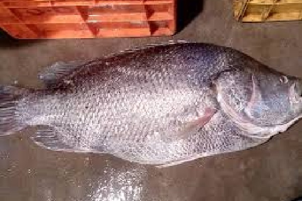 Telia Bhekti fish gets huge price in auction