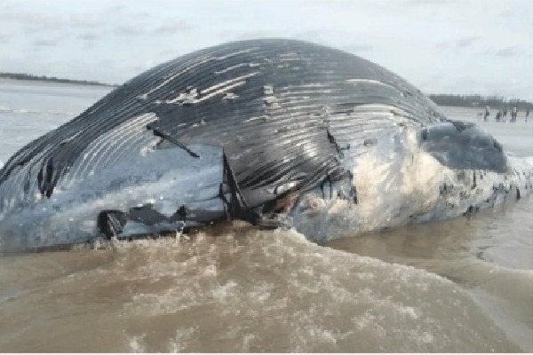 Dead whale washes up at Mandarmani sea beach