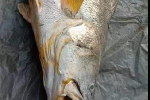 Woman gets more money with a single huge fish