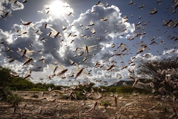 DGCA issues alert to all airlines about locust swarm