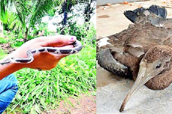 Rare snake found in karnataka and african bird in Telangana