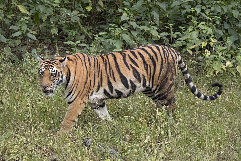 Tiger Evidence in Karimnagar District