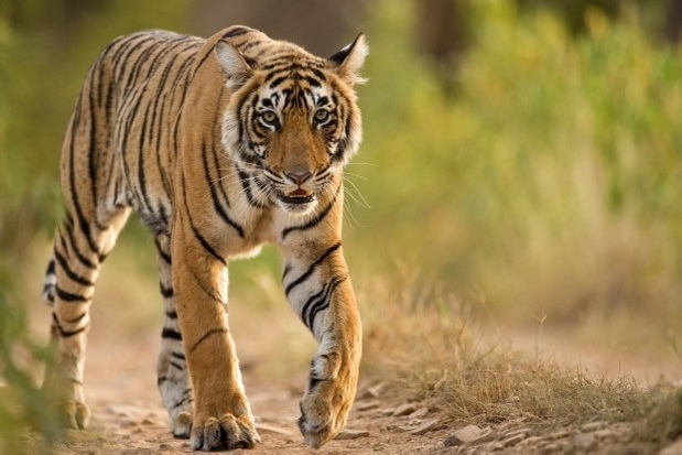 Tiger Captured in Manchiryala