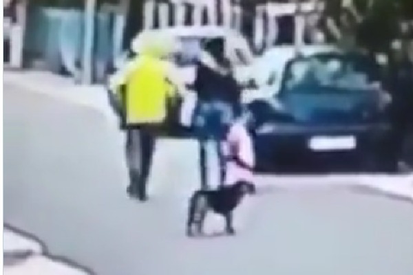 Stray dog helps a woman from a thief