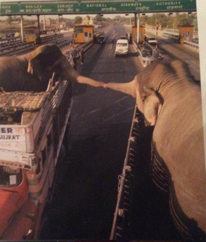 Heartbreaking Pic: Painful Adieu Of Two Elephants