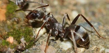 Ants learnt farming 60 mn years ago; man 10,000 years back