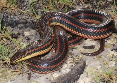 US witnesses rare Rainbow Snake after 51 years