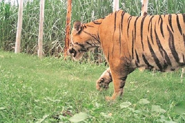Tiger moves in green fields at manchiryala district