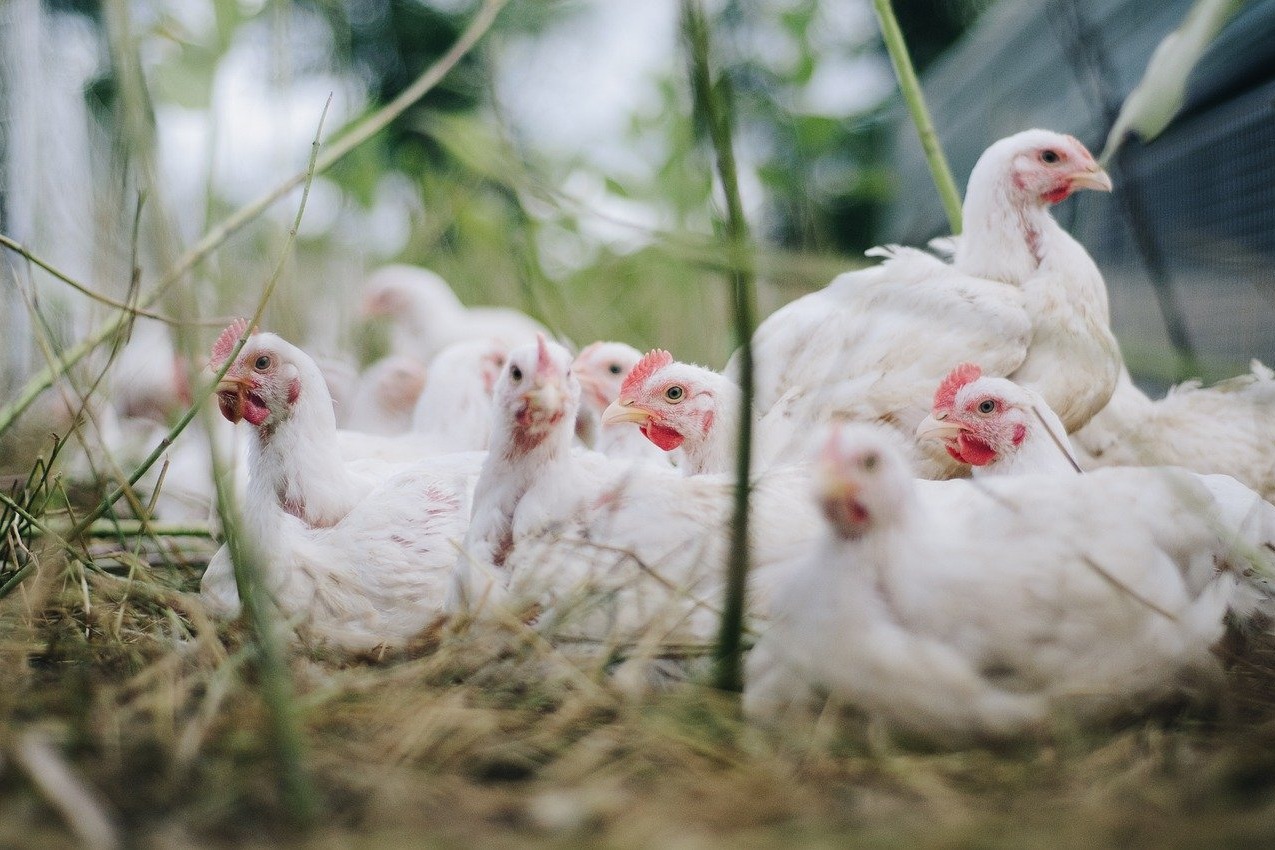Amid Coronavirus Scare Bird Flu Cases Found At Kerala Poultry Farm