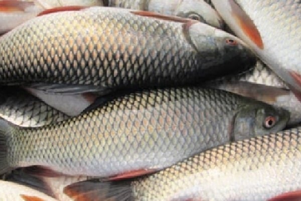 Bihars fish delivery app gets popularity