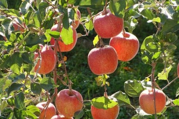 CM KCR calls apple farmer 