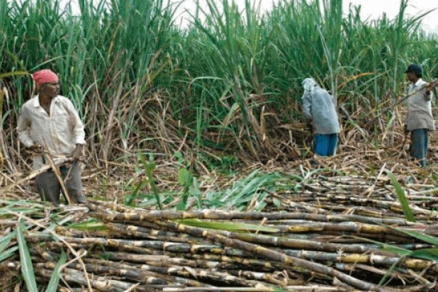 Maha government decides to send sugarcane workers home