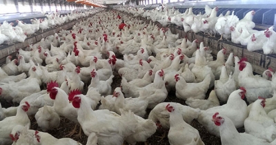 Corona virus affected Chicken sellers