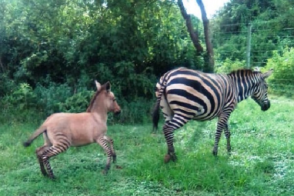 Zebra Mates With Donkey and Gives Birth To Zonkey