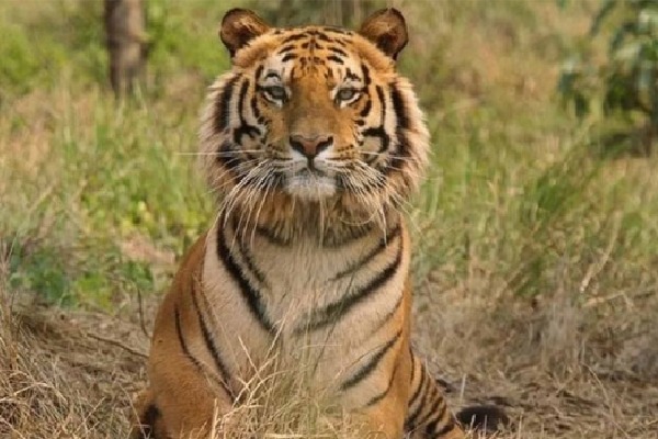 Kalpana the Tigress died with Kidney Failure Only