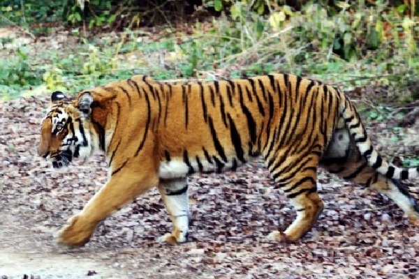 Tigers in Madhya Pradesh kills three