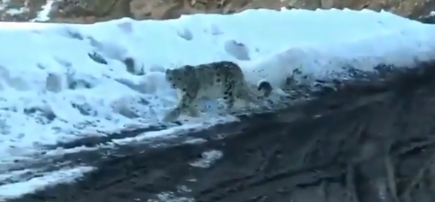 Ghost of Leopard Seen in Himachal Pradesh