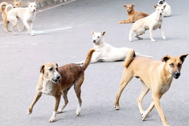  Corona suspected as Dogs coughing  