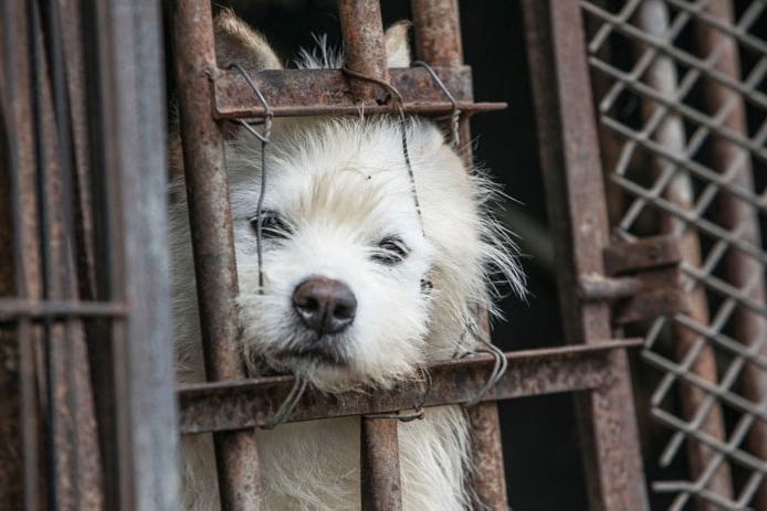 Shenzhen becomes first city in china to ban dogs cats meat 